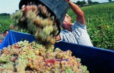39,3 milioni di ettolitri di vino nel 2012. I dati definitivi di Assoenologi