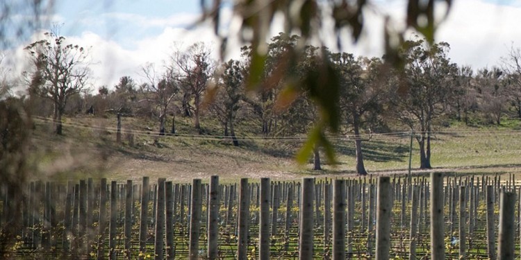 Viticoltura in Tasmania: il nuovo Eldorado del vino