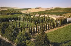 50 anni di storia del vino: Donnafugata, l’impegno sartoriale delle piccole produzioni