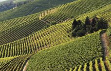 Consorzio Barbera d’Asti e Vini del Monferrato: impronta dinamica e moderna